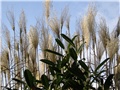 Miscanthus sinensis 